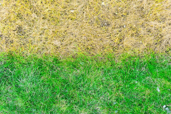 Lawn Maintained versus no maintained